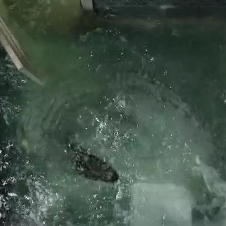 (狗狗的逃生本领)找到可靠的狗狗逃生下载入口，保障宠物的安全和快乐生活。